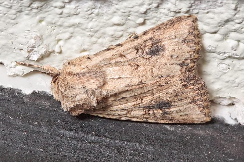 Da identificare - Mythimna (Morphopoliana) languida